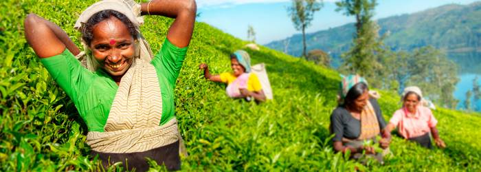 Teepflückerinnen bei ihrer Arbeit in einer großen Teeplantage ( Foto: Adobe Stock- Rawpixel.com)