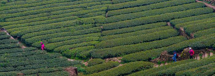Anbaugebiet des Oolong-Tees in Fujian (Foto: Adobe Stock-popo11994)_